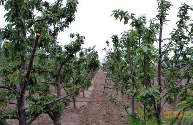 种植一亩地樱桃收入多少? 种植一亩地樱桃收入多少?