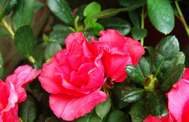 杜鹃花9.jpg