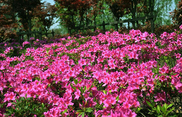 杜鹃花5.jpg