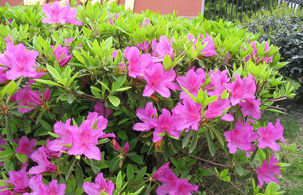 杜鹃花4.jpg