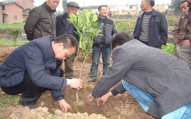 苗木种植知识：柑、柚的定植机巧