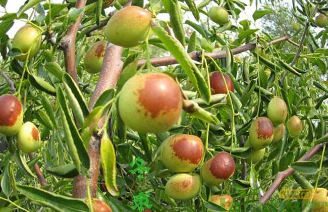南方枣树苗价格 南方枣树苗价格