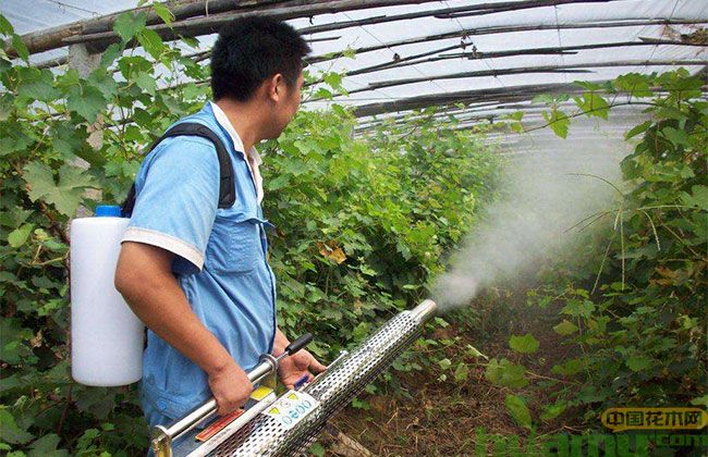 黄腐酸钾水溶肥如何使用?有什么作用? 黄腐酸钾水溶肥如何使用?有什么作用?