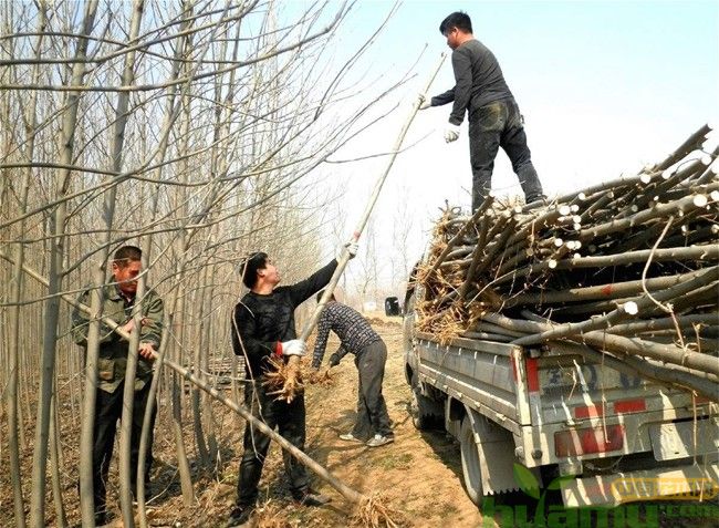 移栽苗木长途装车运输，做好这几个措施有大大提高移栽苗的成活率