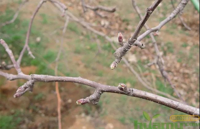 果树春季防虫 果树春季防虫