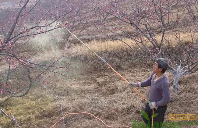 果树春季防虫 果树春季防虫