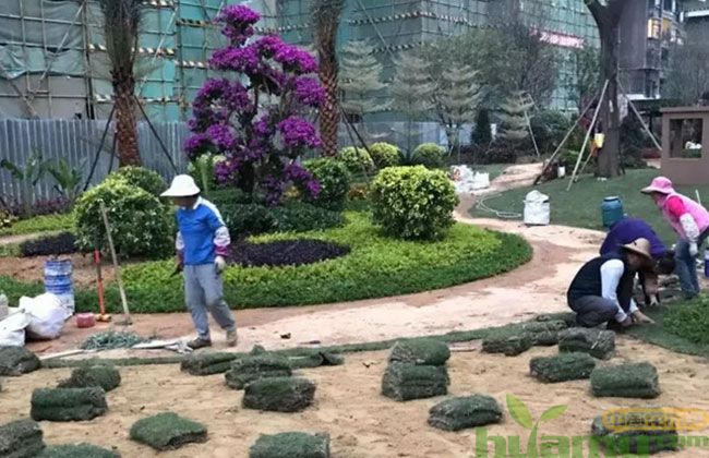 这些问题苗木施工最容易忽略,苗木移栽不成活都怪它! 这些问题苗木施工最容易忽略,苗木移栽不成活都怪它!