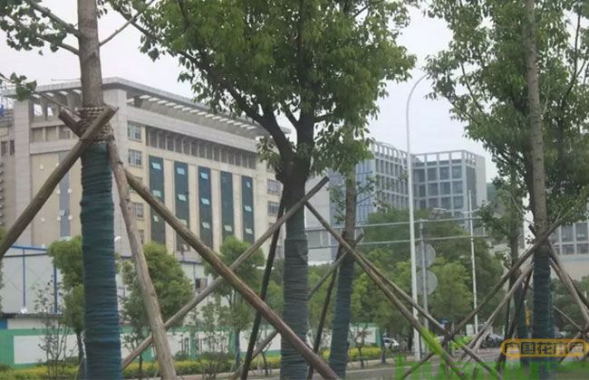 这些问题苗木施工最容易忽略,苗木移栽不成活都怪它! 这些问题苗木施工最容易忽略,苗木移栽不成活都怪它!