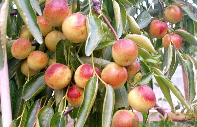 南方枣树苗价格 南方枣树苗价格