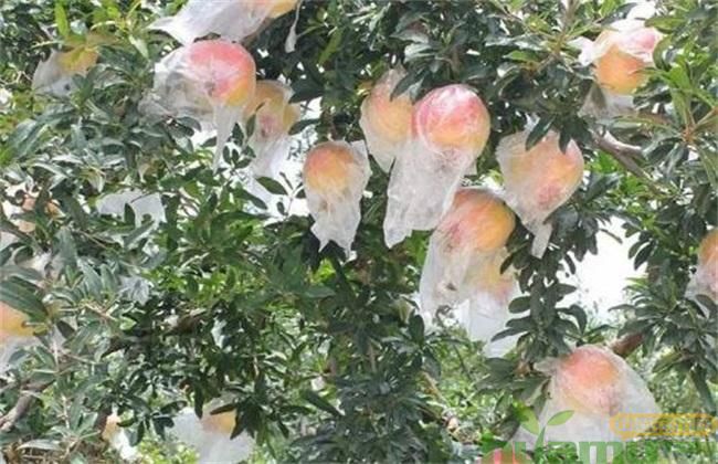 塑料袋石榴套袋技术.jpg