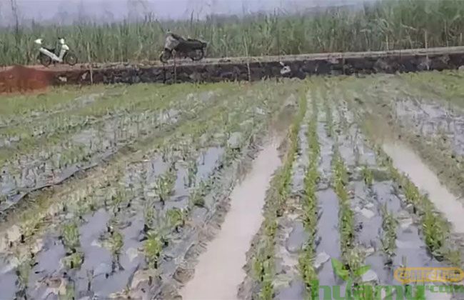 怎么判断土壤好不好 怎么判断土壤好不好
