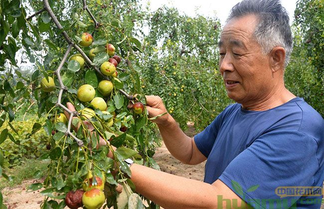 大王枣图片基地实拍 大王枣图片基地实拍
