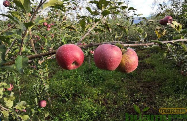 山西冰糖心苹果好不好?冰糖心苹果多少钱一斤? 山西冰糖心苹果好不好?冰糖心苹果多少钱一斤?