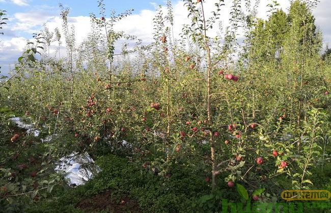 山西冰糖心苹果好不好?冰糖心苹果多少钱一斤? 山西冰糖心苹果好不好?冰糖心苹果多少钱一斤?