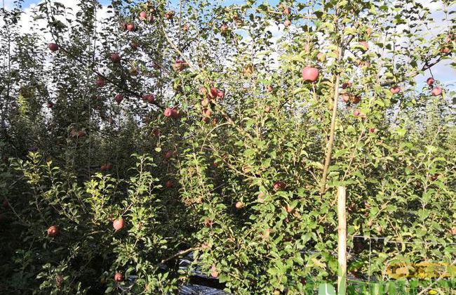 山西冰糖心苹果好不好?冰糖心苹果多少钱一斤? 山西冰糖心苹果好不好?冰糖心苹果多少钱一斤?