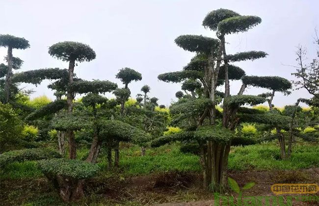 这些景观树可瞬间提高绿化档次,而且价格居高不下! 这些景观树可瞬间提高绿化档次,而且价格居高不下!