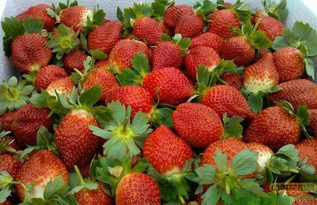 甜宝草莓亩产量 甜宝草莓亩产量