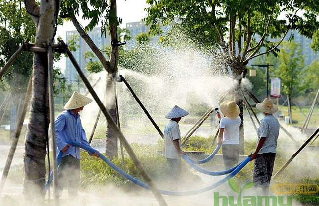 苗木浇水排水 苗木浇水排水