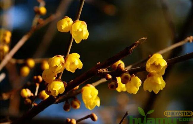 初春盆栽蜡梅管理方法