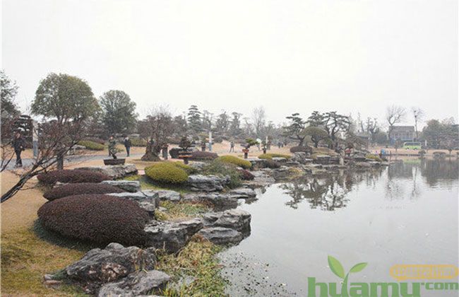 “欧式修剪”在中式园林中如何应用？