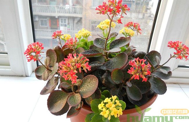 年宵花养护攻略 年宵花养护攻略
