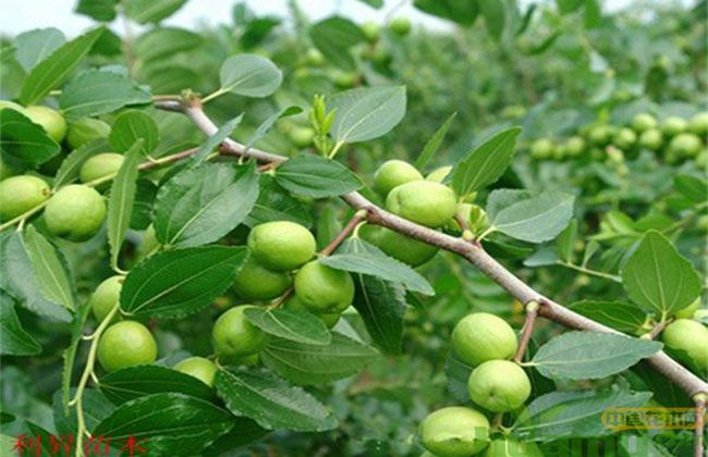 大王枣枣树 大王枣枣树