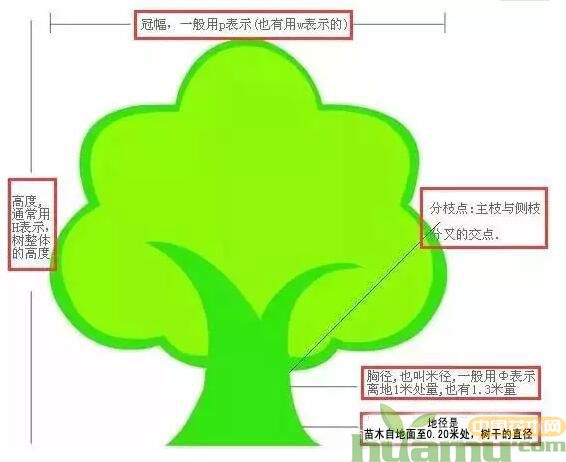 苗木等级是价格高低的主要因素,判断苗木的好坏有哪些标准? 苗木等级是价格高低的主要因素,判断苗木的好坏有哪些标准?