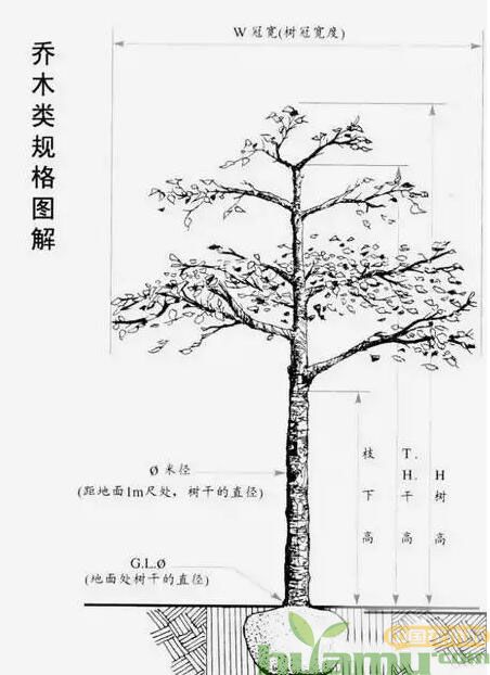 苗木等级是价格高低的主要因素,判断苗木的好坏有哪些标准? 苗木等级是价格高低的主要因素,判断苗木的好坏有哪些标准?