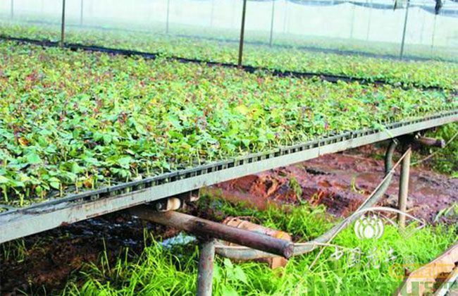 种植模式不断改进环保3.jpg