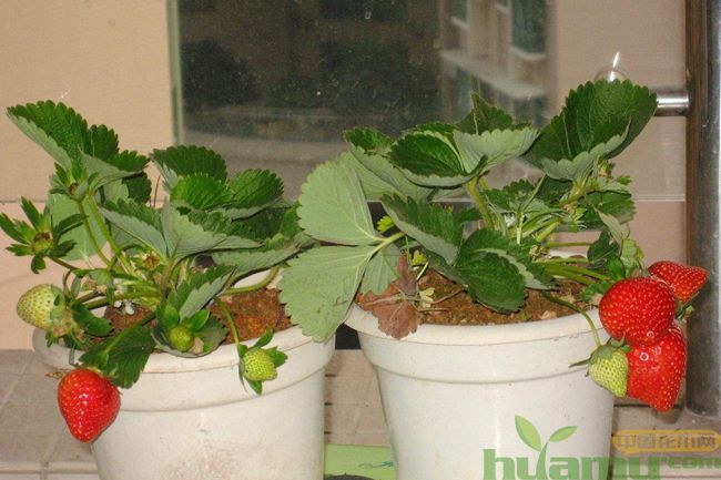 草莓苗的种植方法，学完再也不用花钱买草莓了
