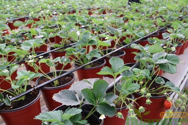 草莓苗种植方法图片.jpg