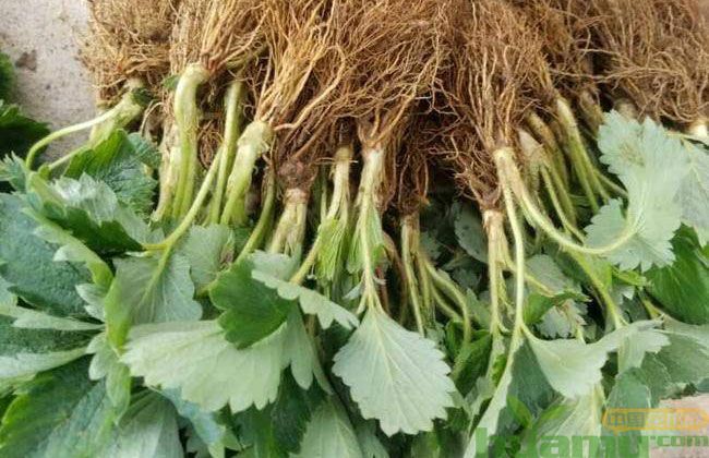 甜查理草莓采摘 甜查理草莓采摘