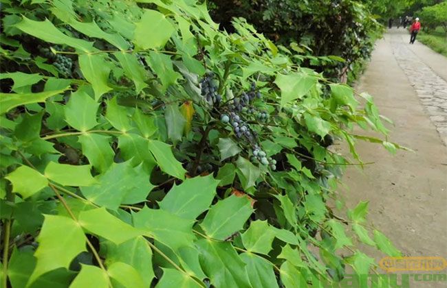 花灌木修剪 花灌木修剪