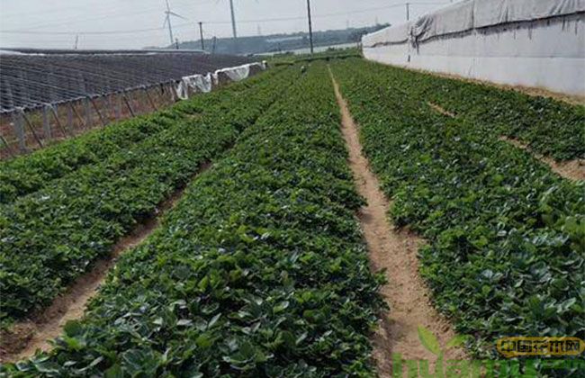 草莓苗圃实拍.jpg