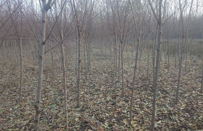苗木基地.jpg 苗木基地.jpg