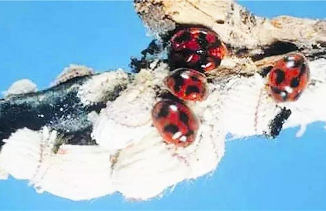 1548035072264370.jpg 澳洲瓢虫取食吹绵蚧.jpg