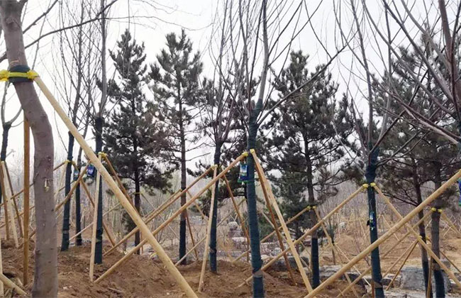 园林植保 | 苗木冻伤这样救