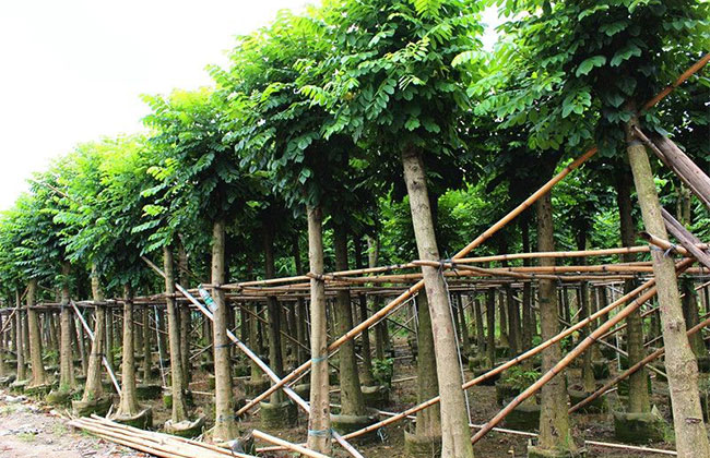 火焰木几年结果？播种繁殖几月份比较合适？