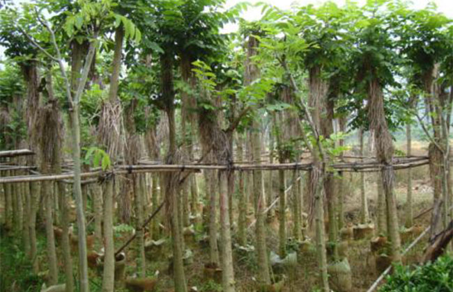 1547533382726864.jpg 火焰木基地11.jpg