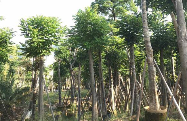 1547533417806333.jpg 火焰木基地17.jpg