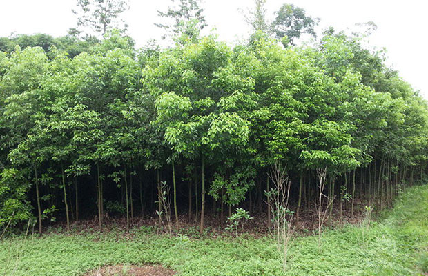 香樟树苗9.jpg