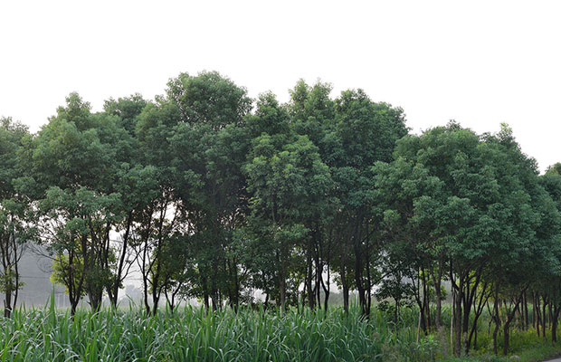 香樟树苗6.jpg