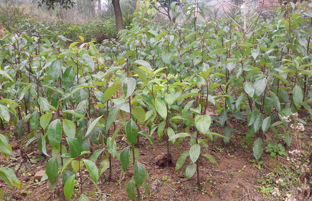 香樟树苗5.jpg