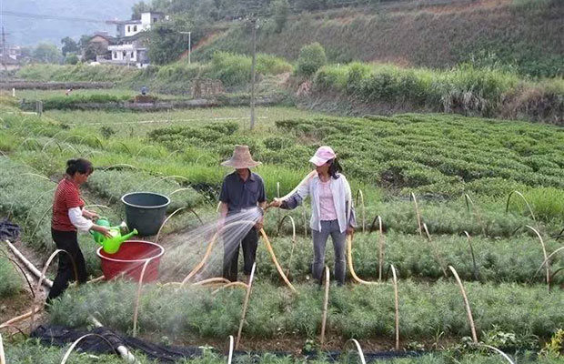 苗木施肥5.jpg