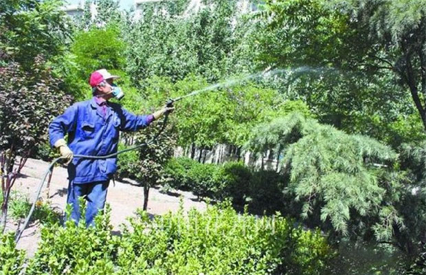 苗木施肥3.jpg