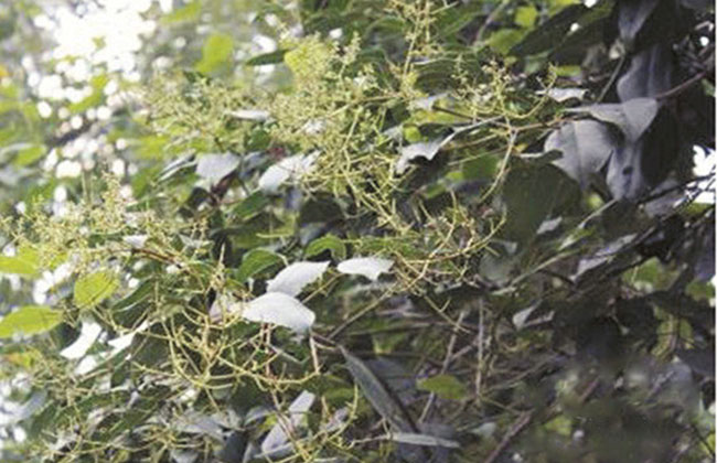 大叶女贞盛花期喷施植根源抑制结果.jpg