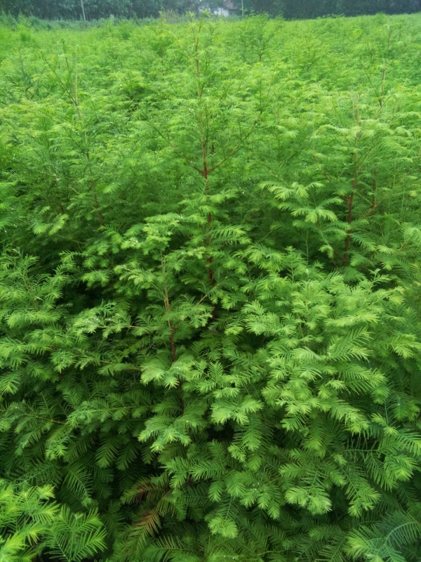 水杉树怎么种植?手把手教你种植水杉