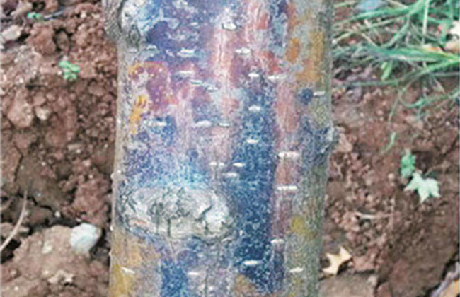 花木问医：这几种棘手的病虫害该怎么防治?