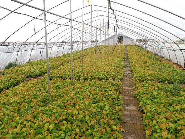 秋红枫小苗价格价格多少钱一棵?如何种植成活率更高?