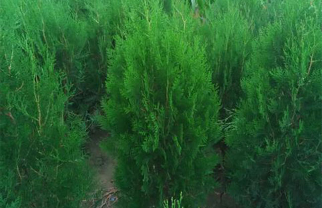 侧柏种植技术有哪些？这样栽培长得好！